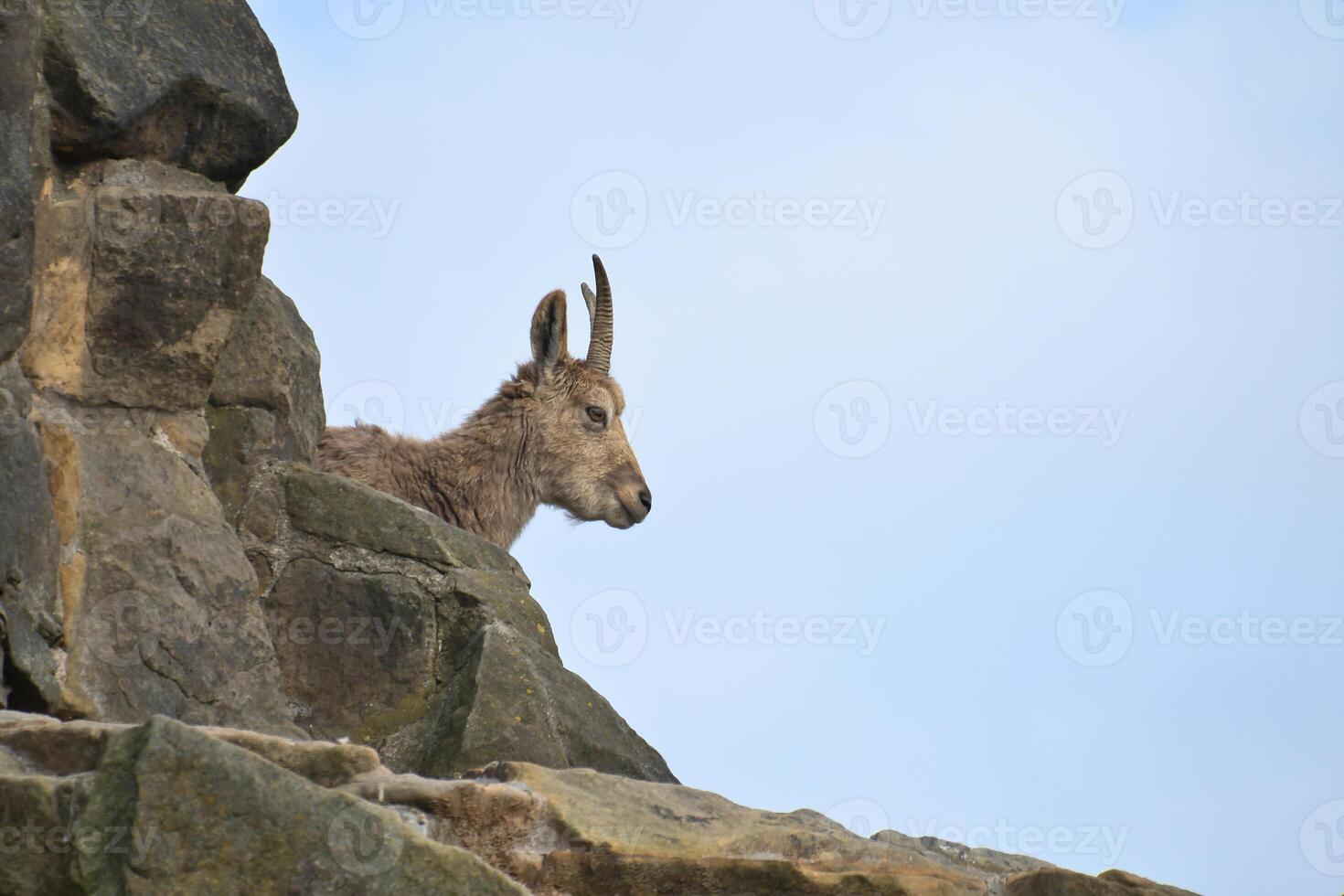 Ibex on a rocky outcrop in an alpine landscape, gazing majestically photo