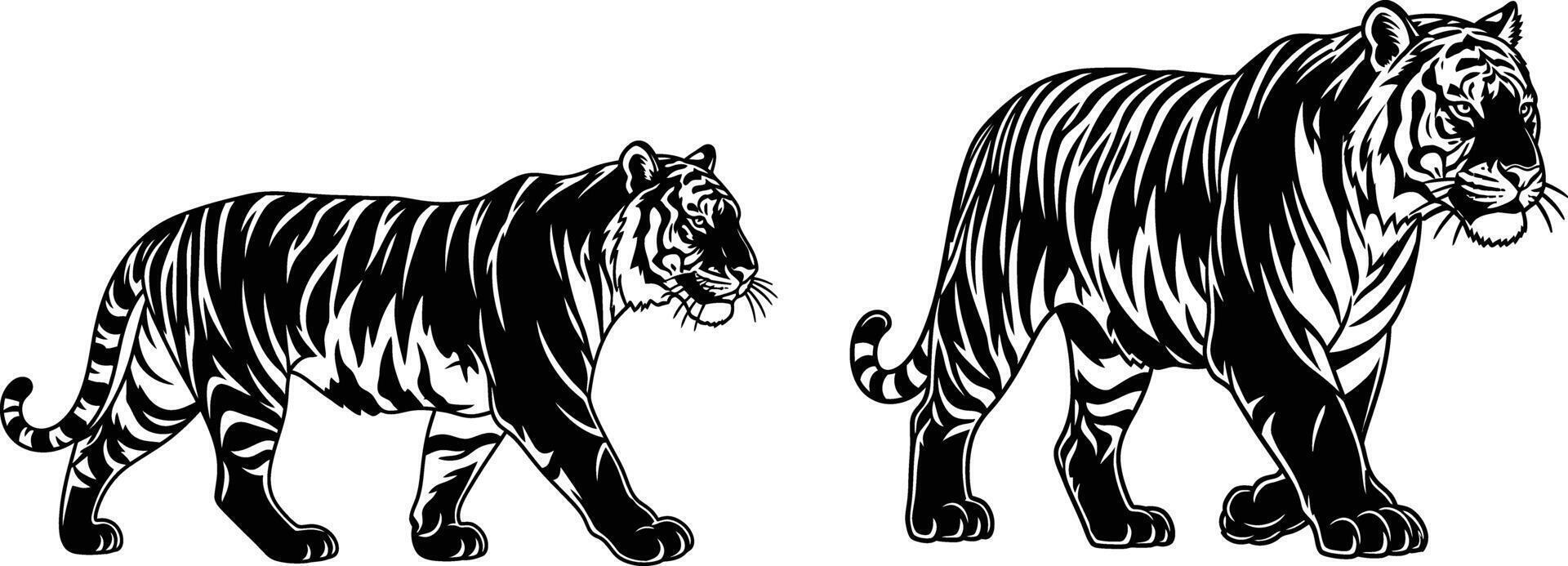 Detailed Illustration Two Tigers Walking Side by Side, Wildlife vector