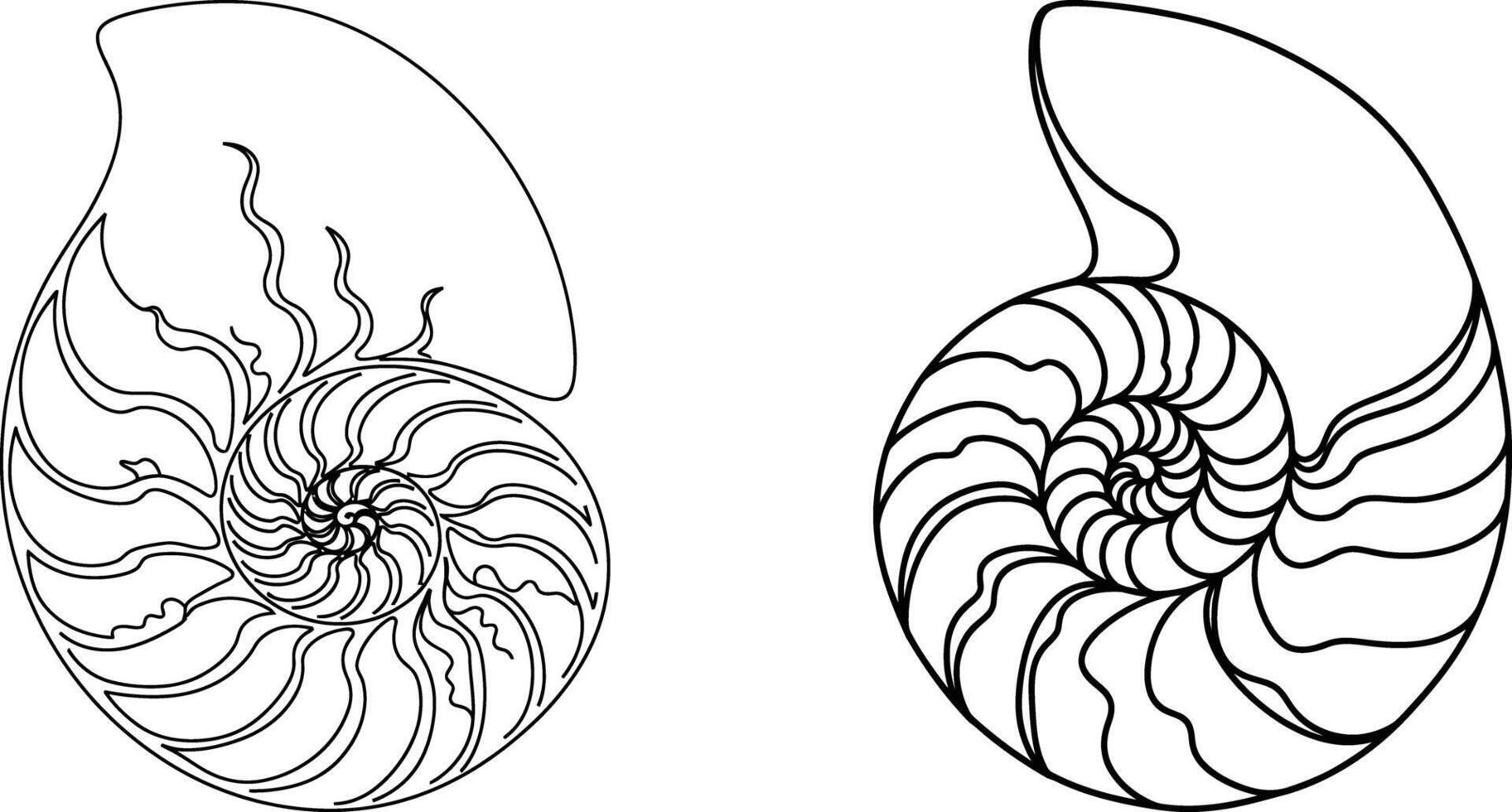 Two Nautilus Shells with Detailed Chambers Line Art, Marine Biology Illustration vector