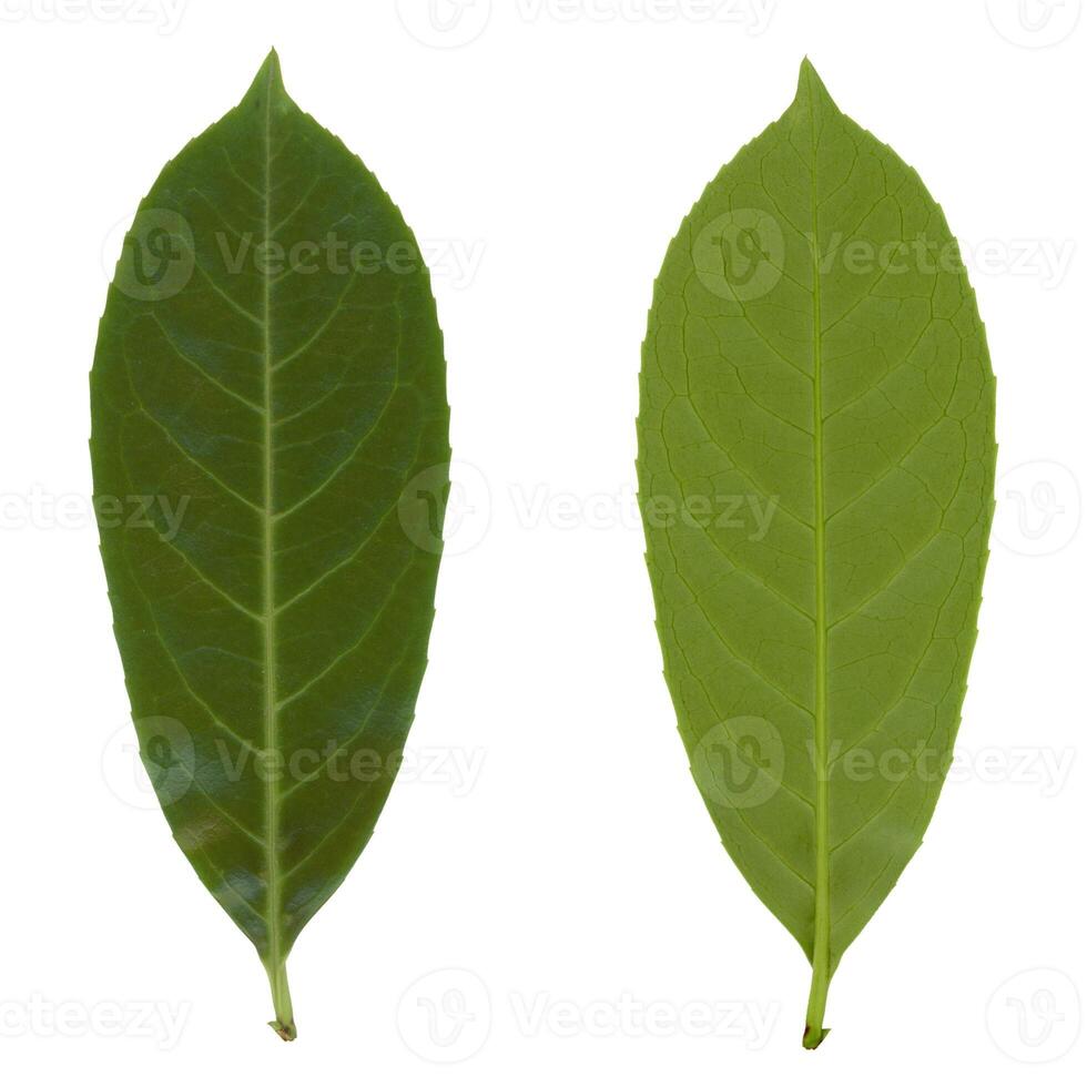 common laurel leaf top and bottom side photo