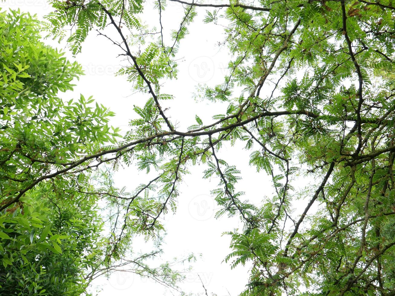 carob tree against the sky background photo