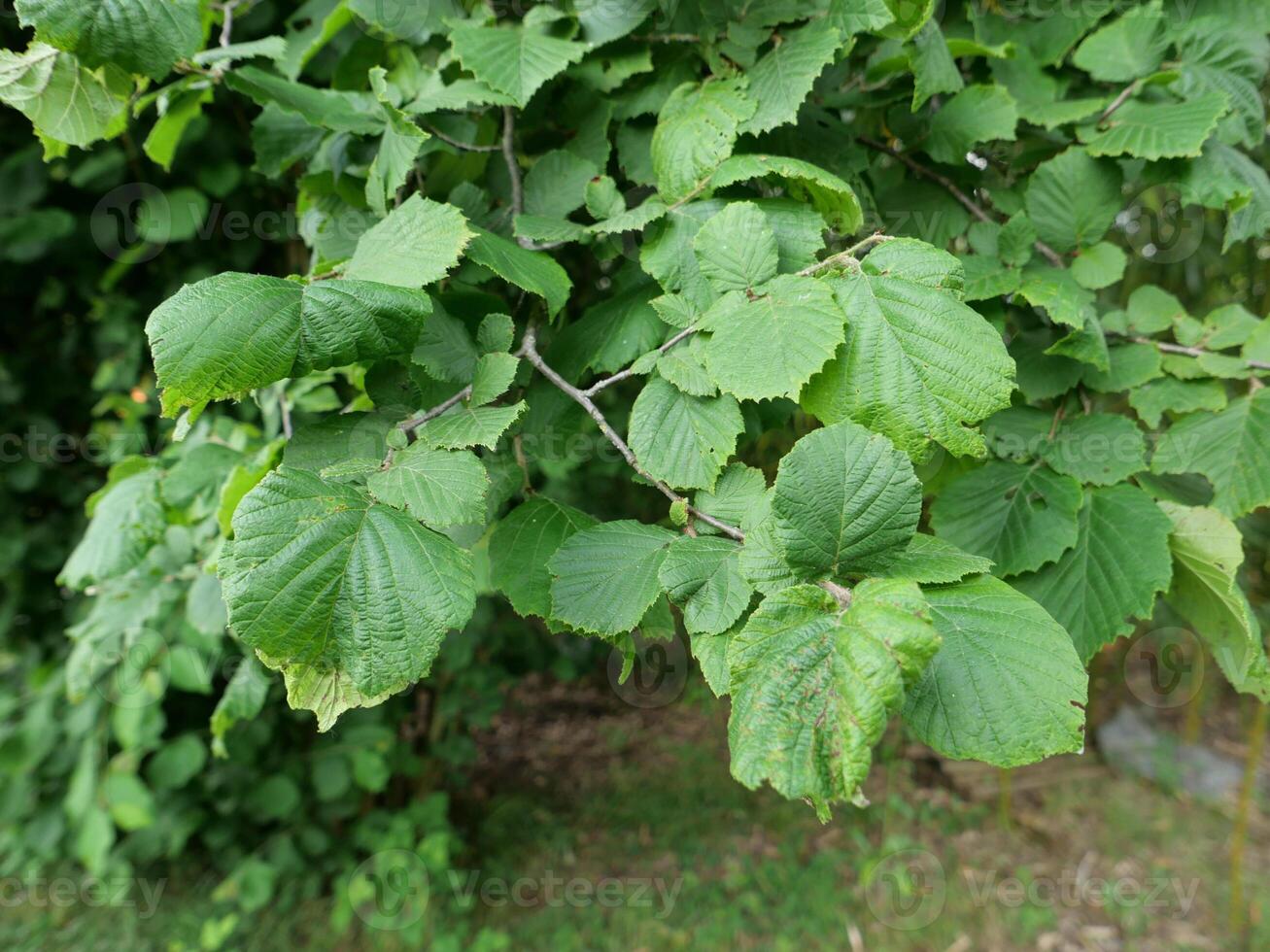 hazel tree leaves bg photo