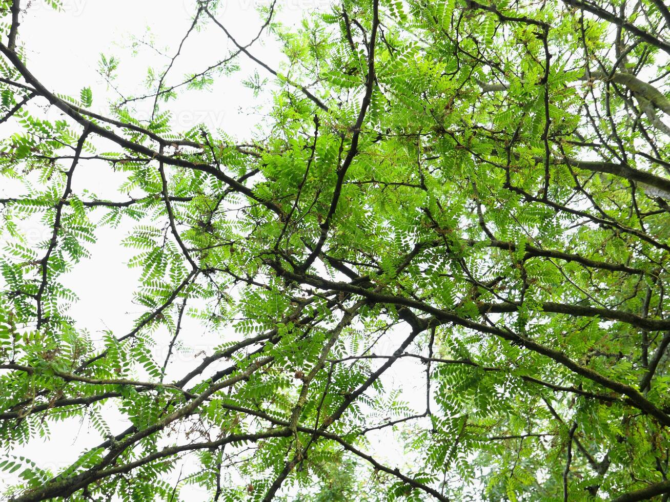 carob tree against the sky photo