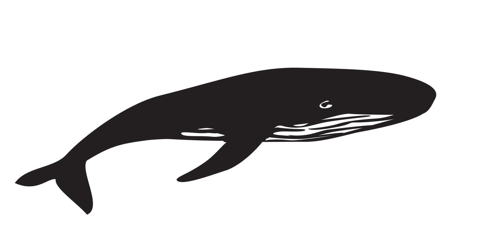 big mammal animal in the sea vector