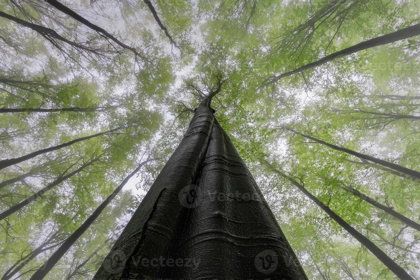 Spring canopy in a beech forest photo