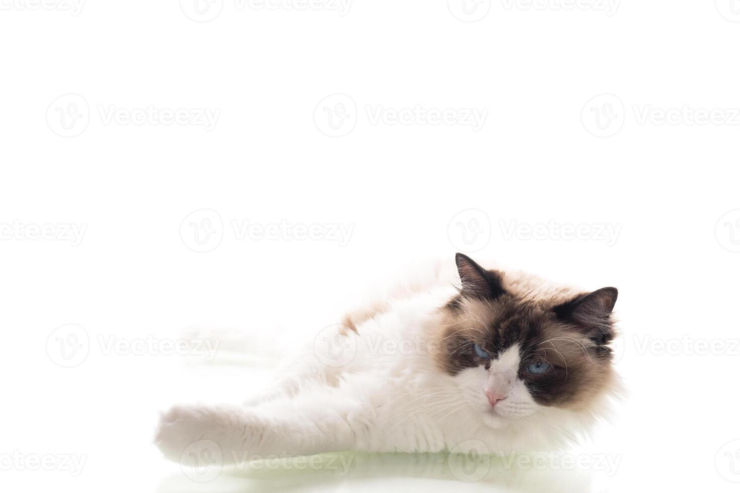 Well-groomed purebred Ragdoll cat on clean background photo