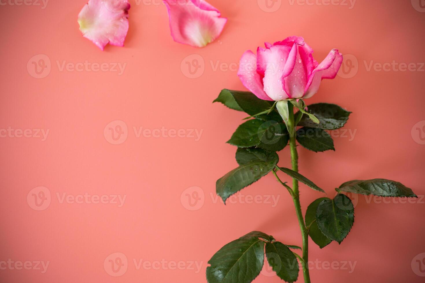 Single pink rose on pink background isolated photo