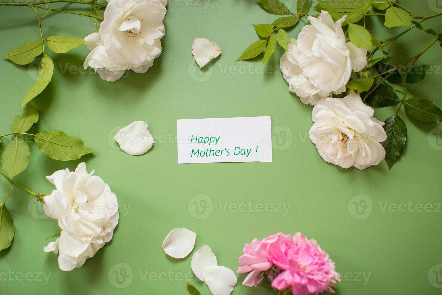 Cut White and pink rose on clean green background photo