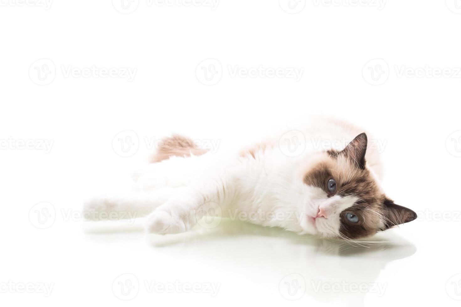 cat breed Ragdoll with long hair isolated on white background . photo