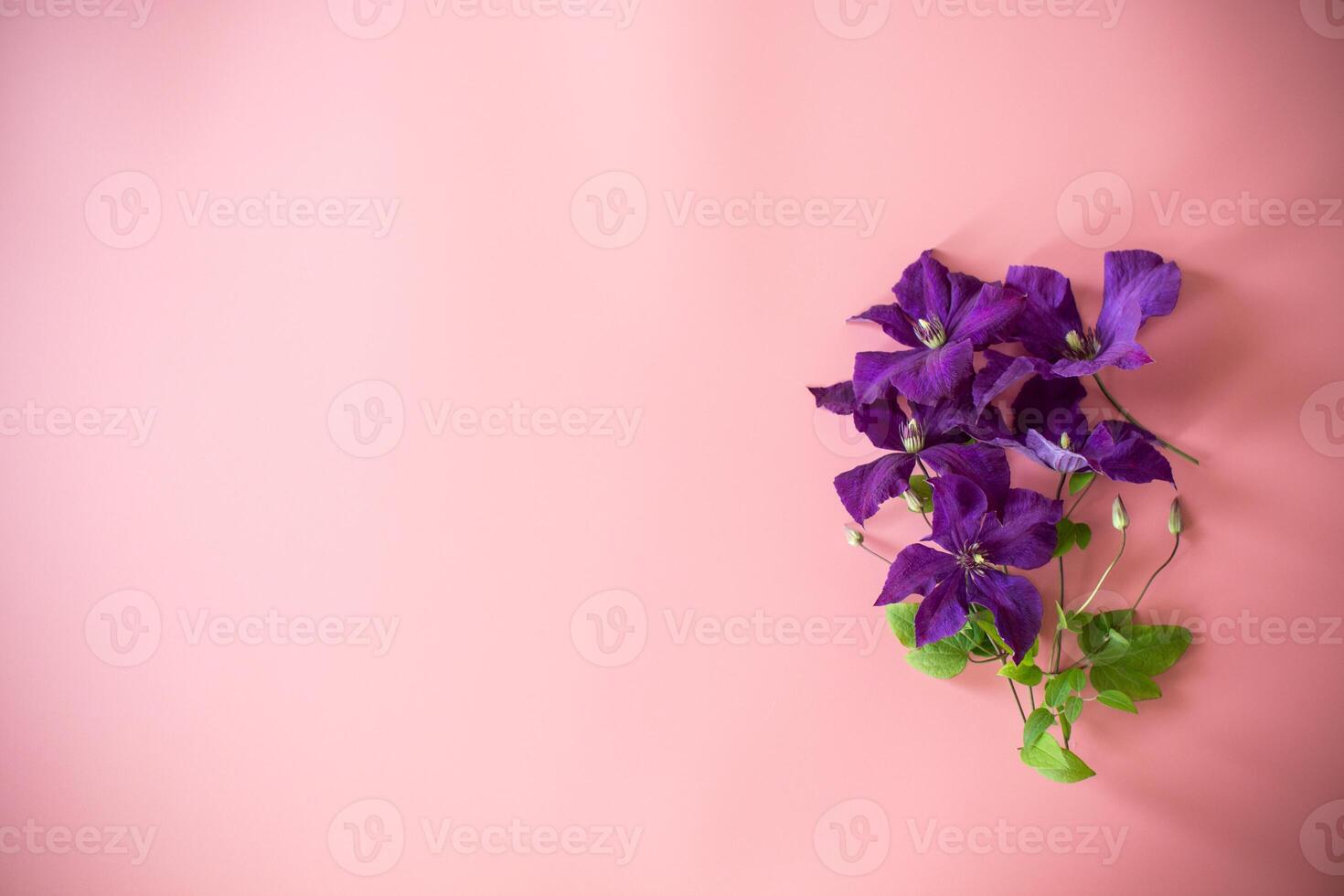clematis branch and space for text on pink background . photo