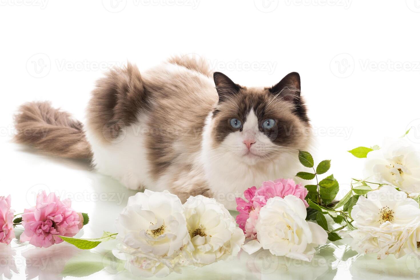 Ragdoll cat among roses on white background photo