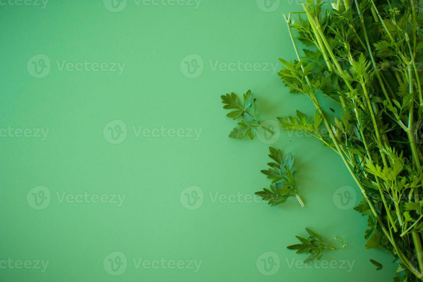Green parsley with bright texture on a plain background . photo