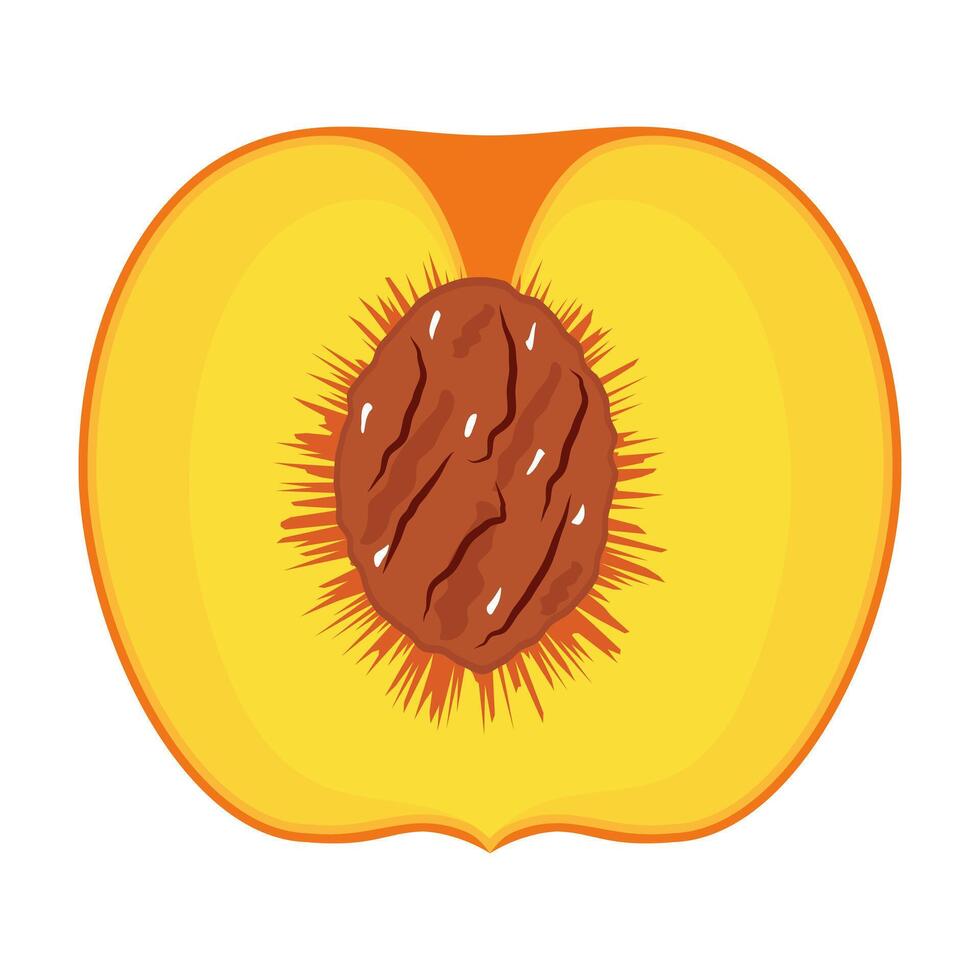 Peach Cross Section with Pit Illustration. Colorful illustration of a peach cross section showing the inner structure with a visible seed pit. vector