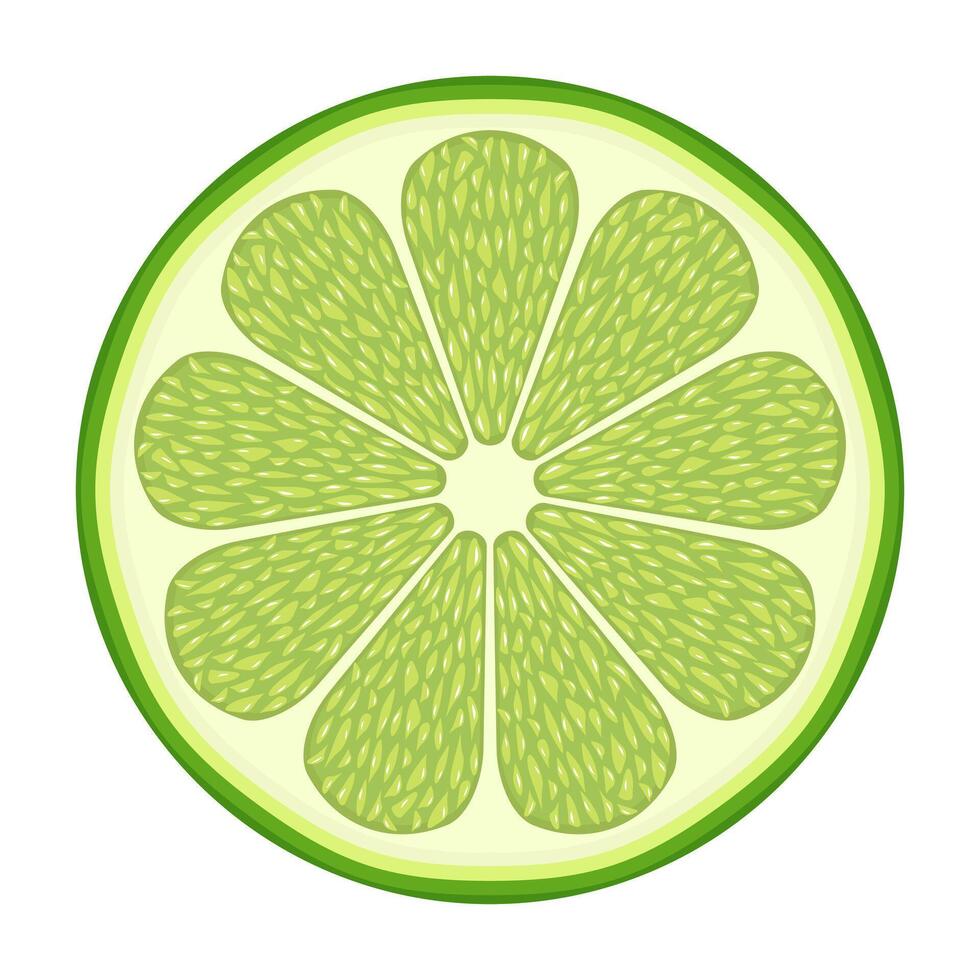 Fresh Lime Slice Illustration. The lime is segmented into symmetrical sections with a juicy texture and light green pulp. vector