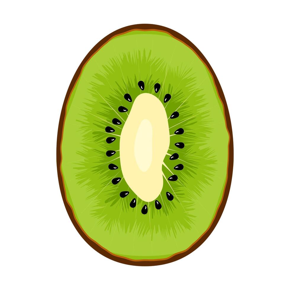 Sliced Kiwi Fruit Illustration. The kiwis green flesh is rich in detail, featuring radiating lines that mimic the natural texture of the fruit. vector
