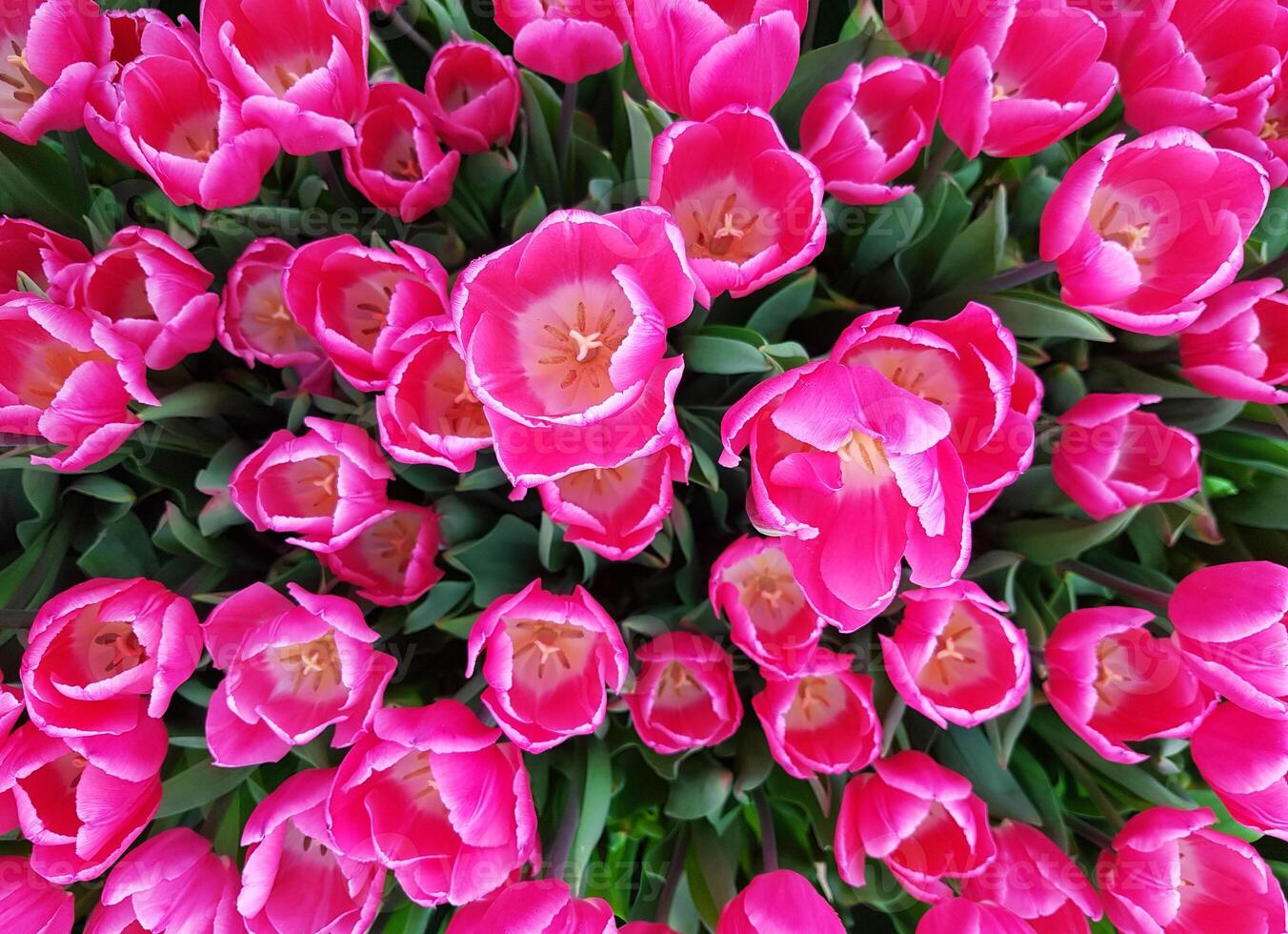 A dense cluster of vibrant pink tulips in full bloom with lush green leaves creating a floral display photo