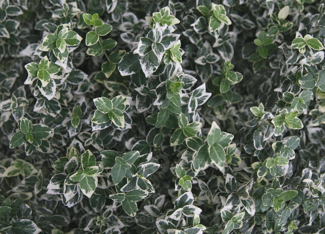 Close up shot of variegated euonymus fortunei emerald gaiety shrub with green and white leaves growing photo