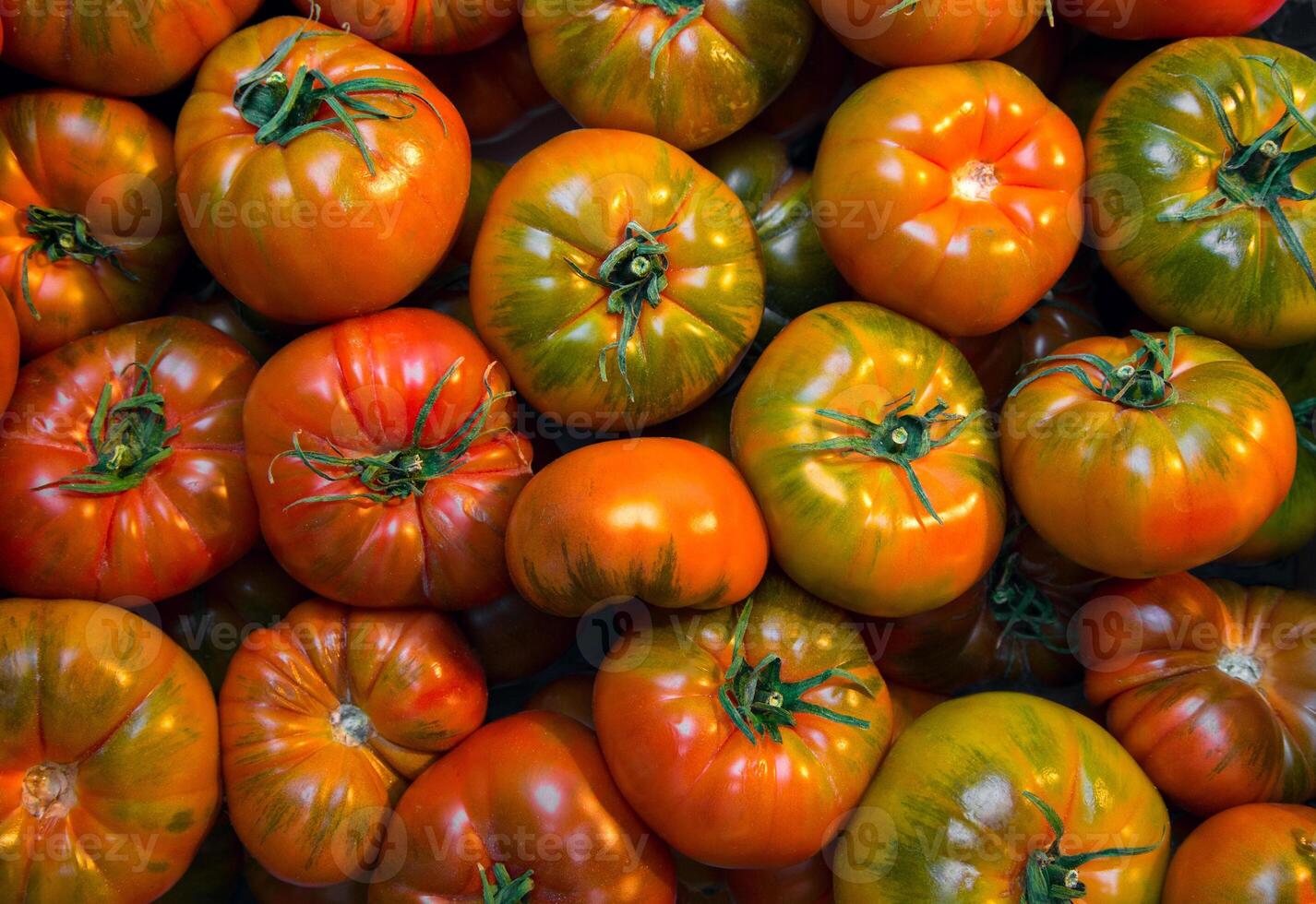 A close up view of a pile of heirloom tomatoes in varying stages of ripeness and colors together photo