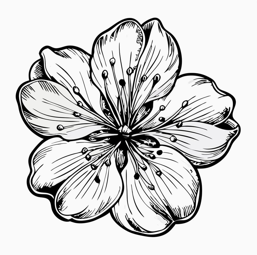 Black and White Ink Drawing of a Single Blossom Flower vector