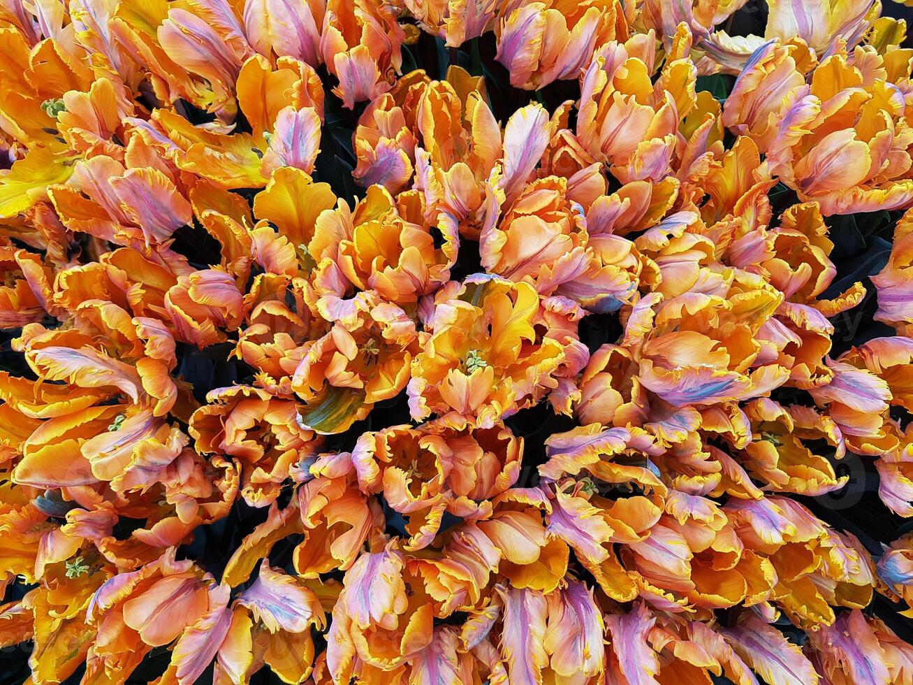 An overhead shot of a dense cluster of orange and pink tulips filling the entire frame tightly photo