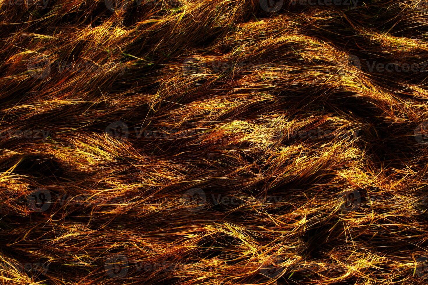 Close up view of golden brown grass or hay creating a textured and abstract background pattern design photo
