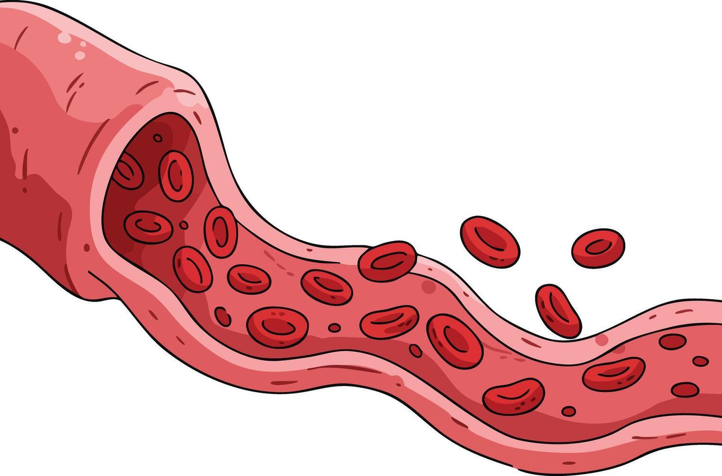 Blood vessel with flowing red blood cells illustrating human circulatory system anatomy and health science concepts vector