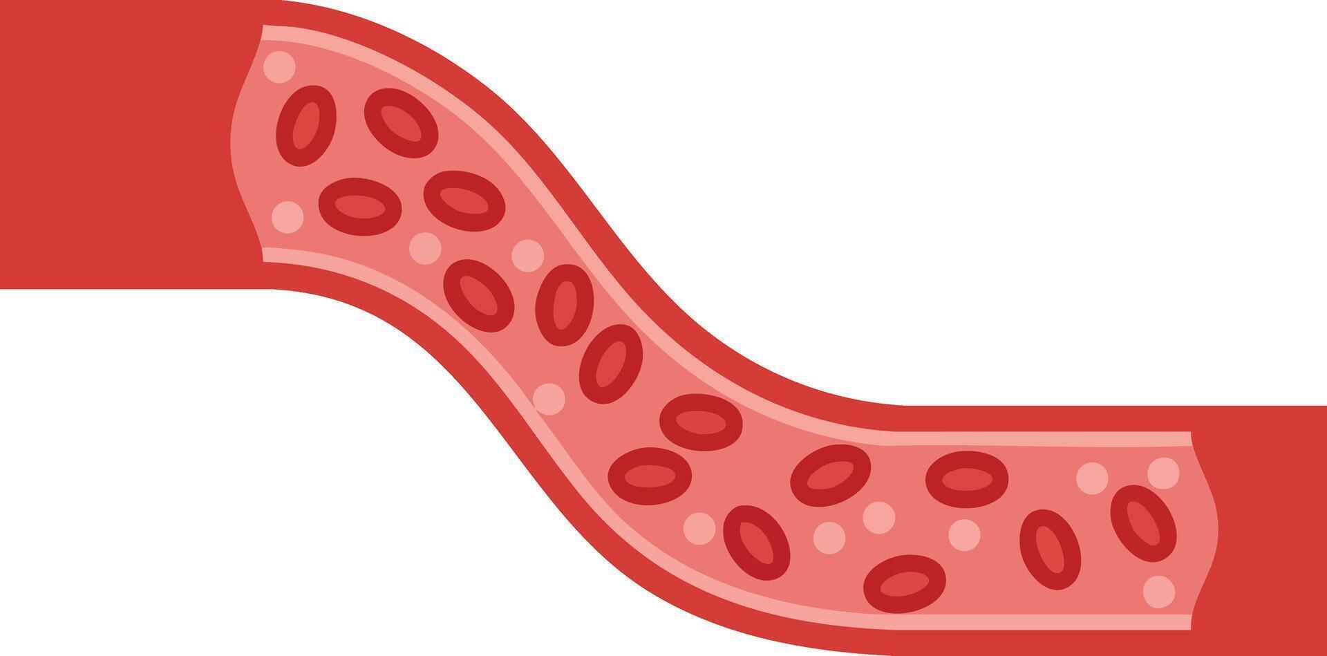 Blood vessel illustration showing red blood cells flowing inside artery with red and pink colors for medical education and health awareness vector