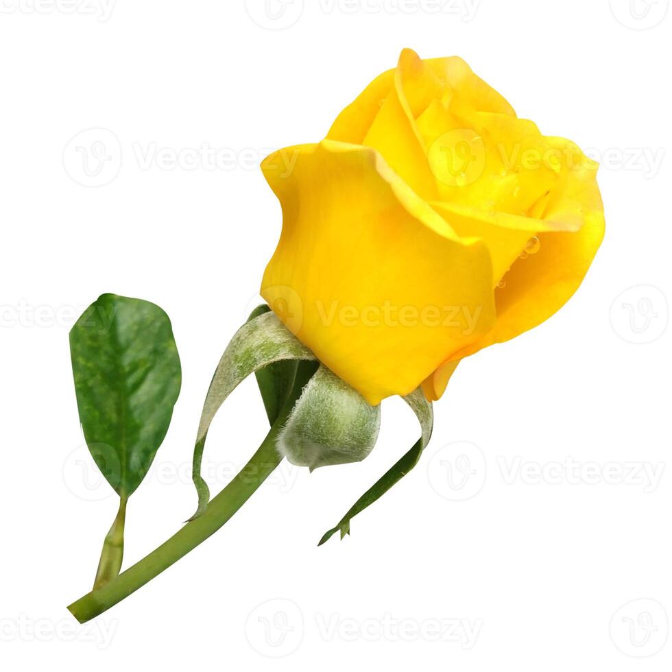 Yellow Rose Flower Stock Photo