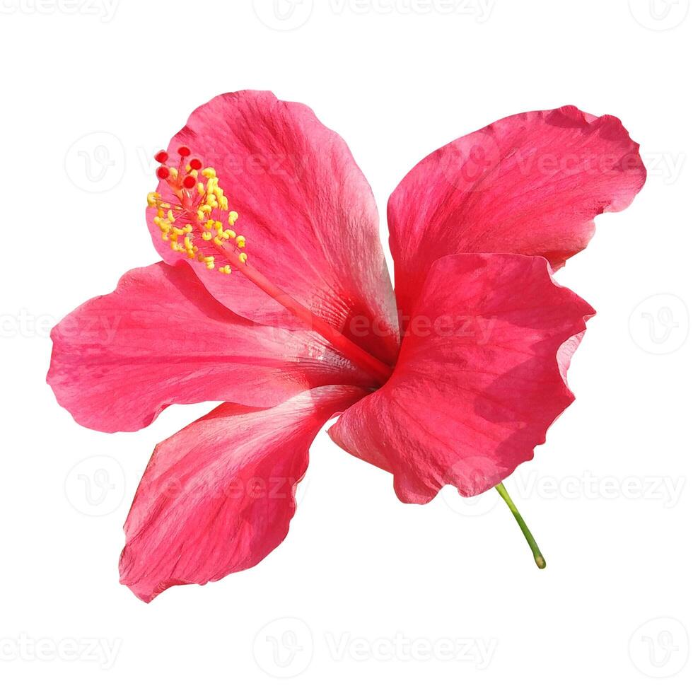 Red Hibiscus Flower Stock Photo