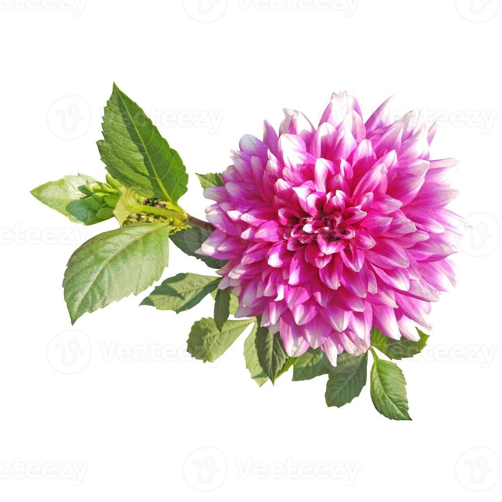 Dahlia with leaf on white background stock photo