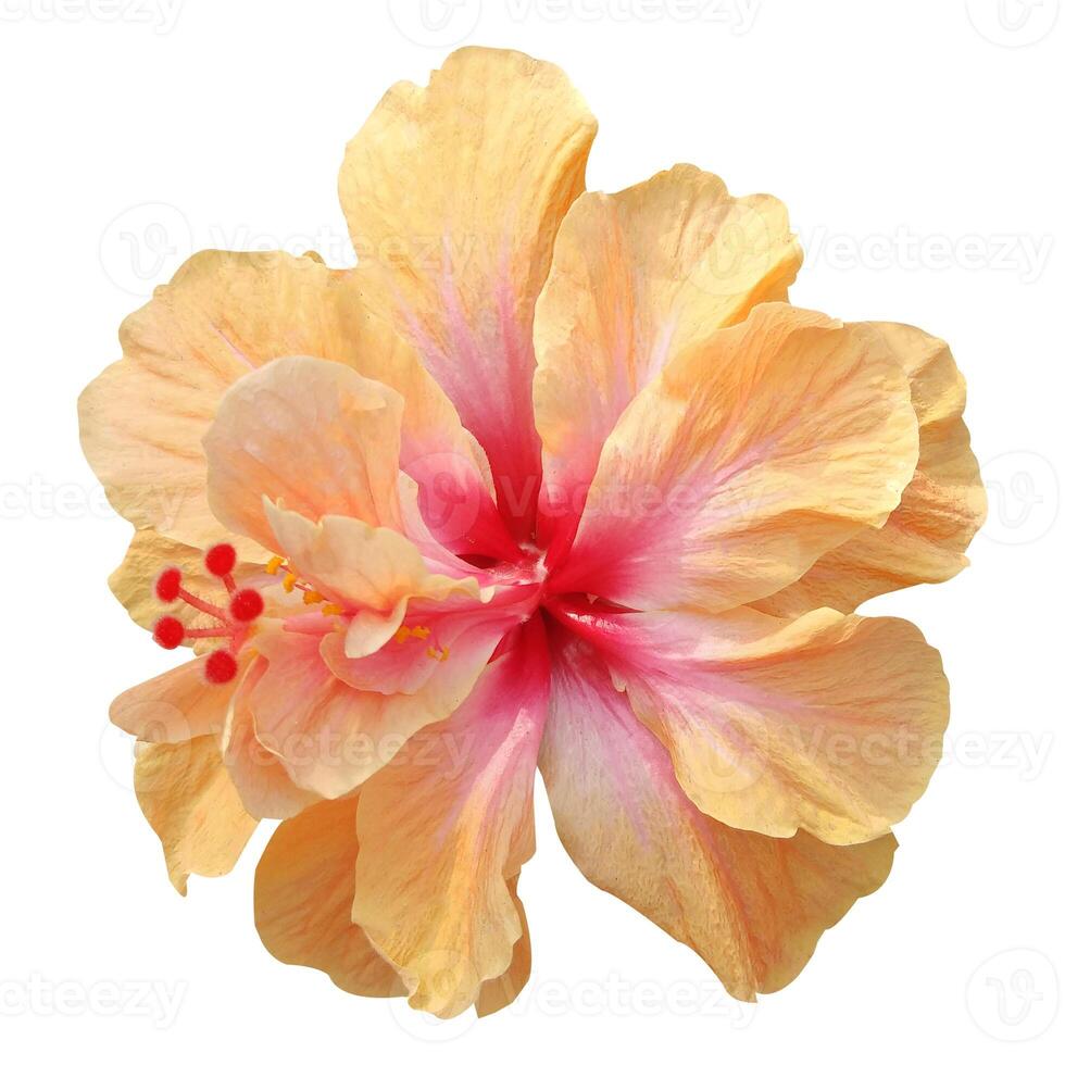Hibiscus flowers isolated on white background stock photo