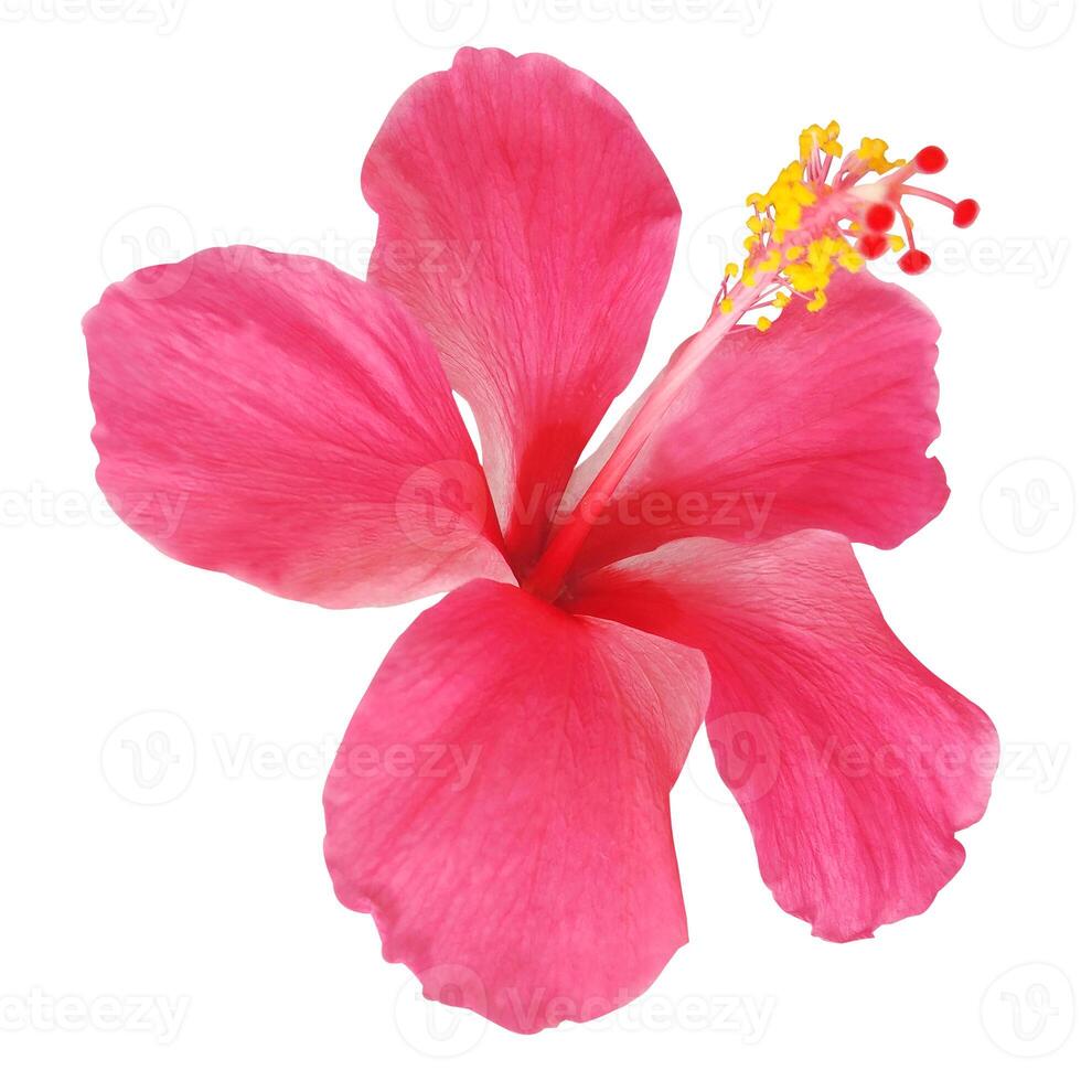 Hibiscus flower isolated on white background photo