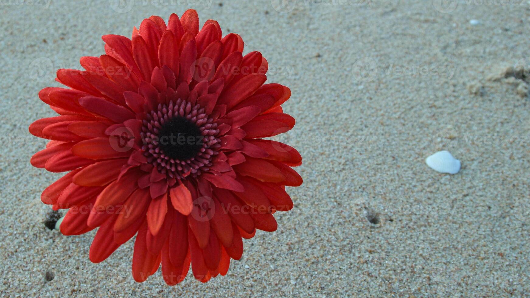 Red gerbera flower standing on the beach sand, with seashells nearby. Positioned left with empty space on the right for text or creative projects. photo