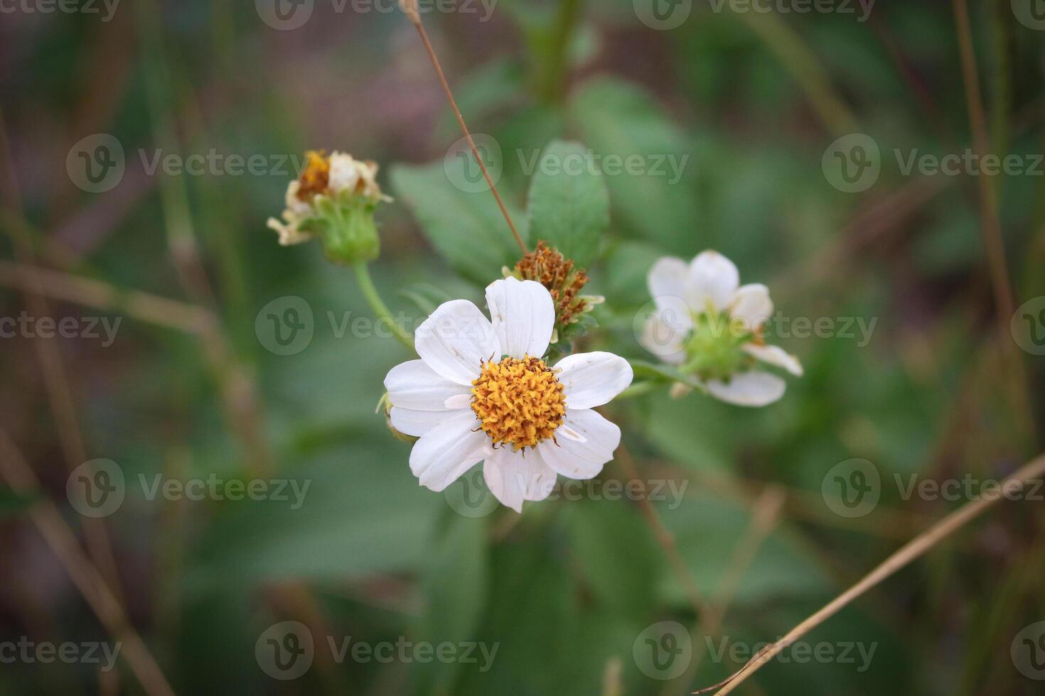 Horizontal close-up of Spanish needle flower showcasing bright yellow stamens and crisp white petals. Surrounded by green foliage and bathed in warm sunlight, capturing tropical serenity. photo