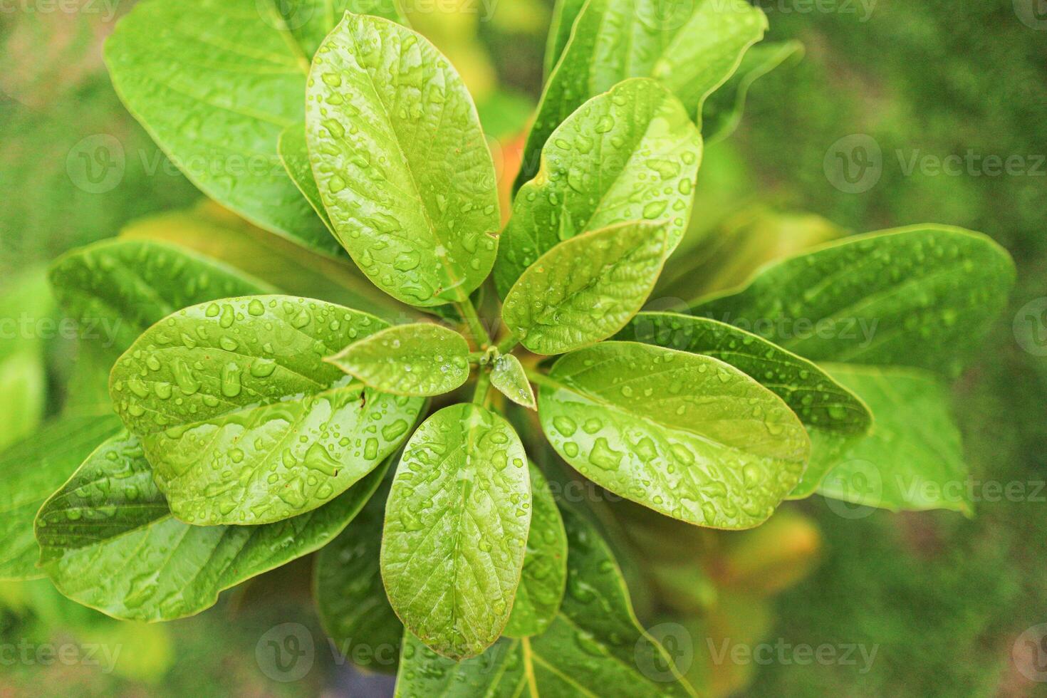 Top view of fresh avocado sprout with tender leaves covered in rain droplets, illuminated by natural sunlight after rain. Capturing the beauty of growth and sustainability in Southeast Asia. photo