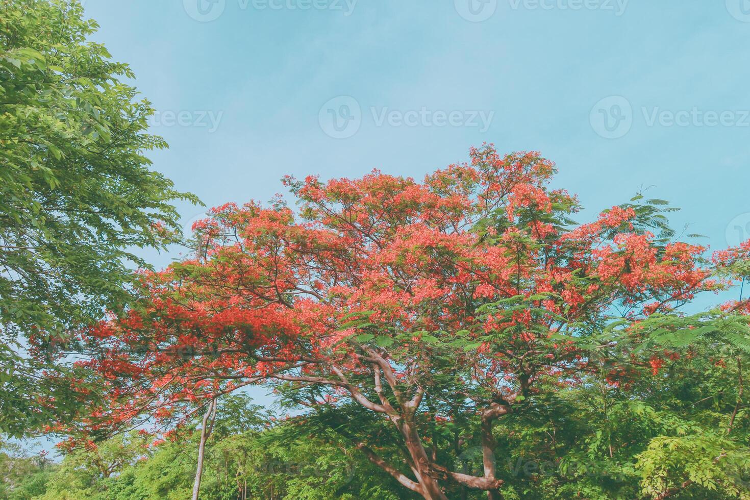 Stunning view of a flamboyant tree in full bloom with bright red flowers, spreading branches, and surrounded by lush green foliage. Vivid contrast with clear blue sky in tropical Southeast Asia. photo