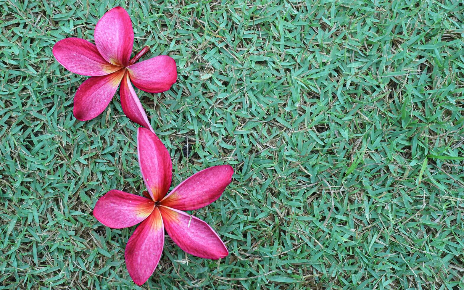 Close-up of two vivid pink Plumeria rubra flowers on bright green grass, beautifully contrasting in color. Horizontal composition with space for text, ideal for tropical-themed designs. photo