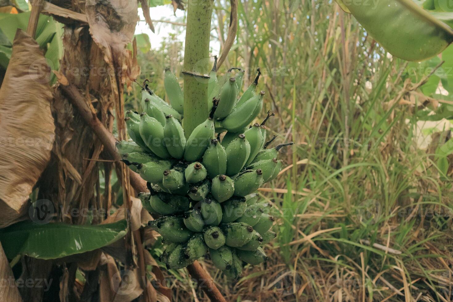 Fresh green banana bunch with water droplets, growing naturally in an open Southeast Asian forest. Highlighting tropical agriculture, organic farming, and eco friendly lifestyle. photo