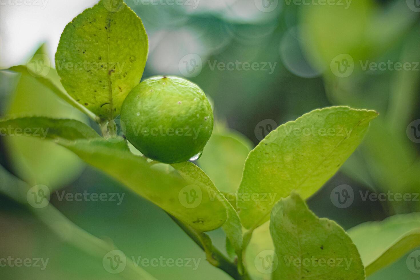 Close-up of fresh lime with raindrops and soft sunlight, surrounded by green leaves and soft-focus bokeh. Perfect for freshness, gardening, and organic themes. photo