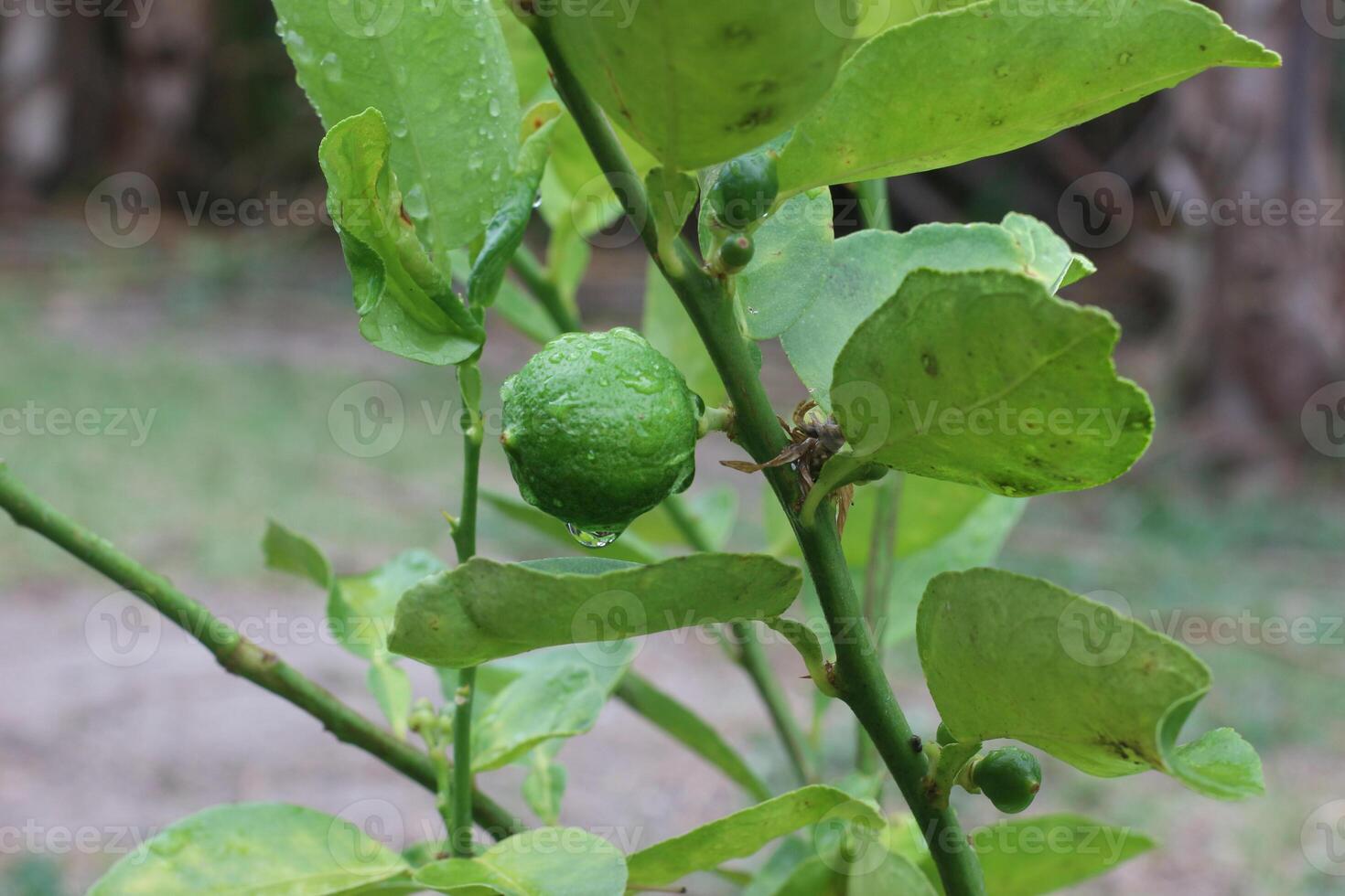 Fresh lime fruit growing on tree after rain, covered with raindrops. Small drops gently falling from the fruit, surrounded by green leaves in a lush tropical garden. Warm natural light. photo
