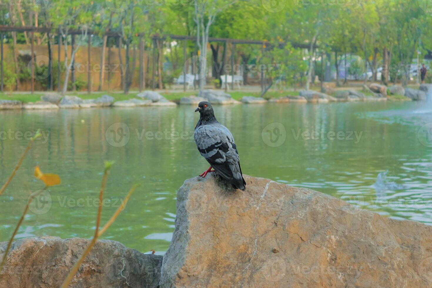 Grey pigeon with red eyes perching on a rock in a public park, surrounded by lush greenery and a large pond, creating a dramatic natural scene. photo
