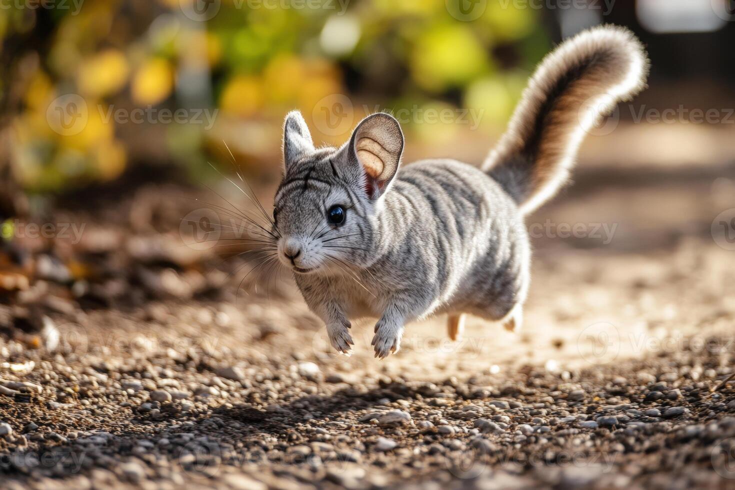 Squirrel Running on Gravel Path, Photo