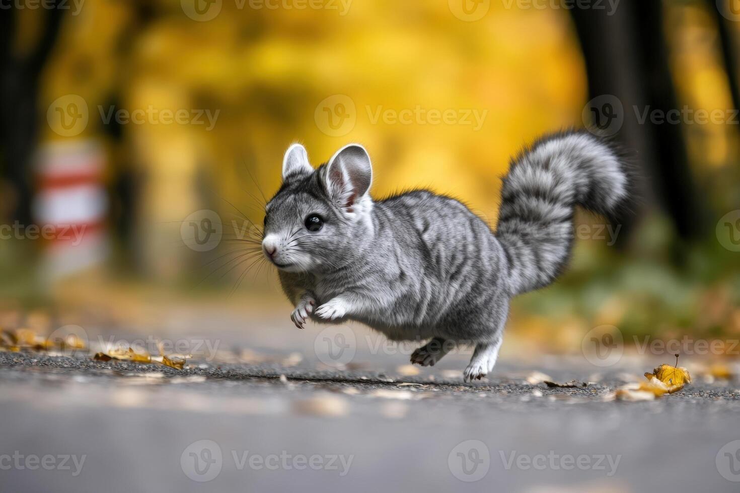 A small gray and white chinchilla running on the road photo