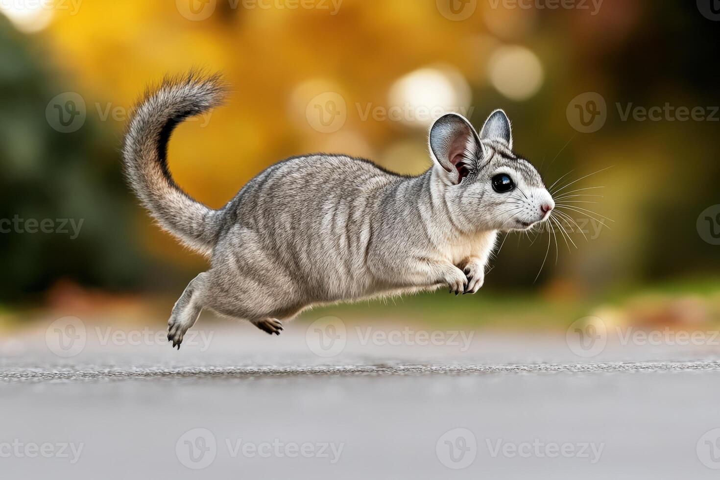 Squirrel Running on Road photo