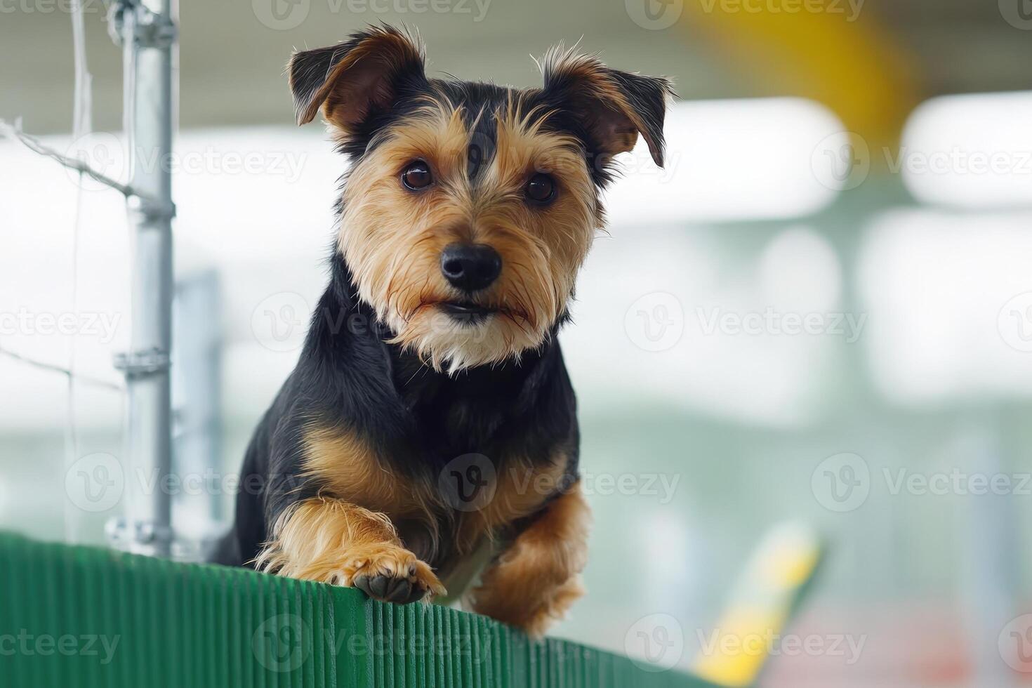 Yorkshire Terrier Dog Standing on Green fence photo