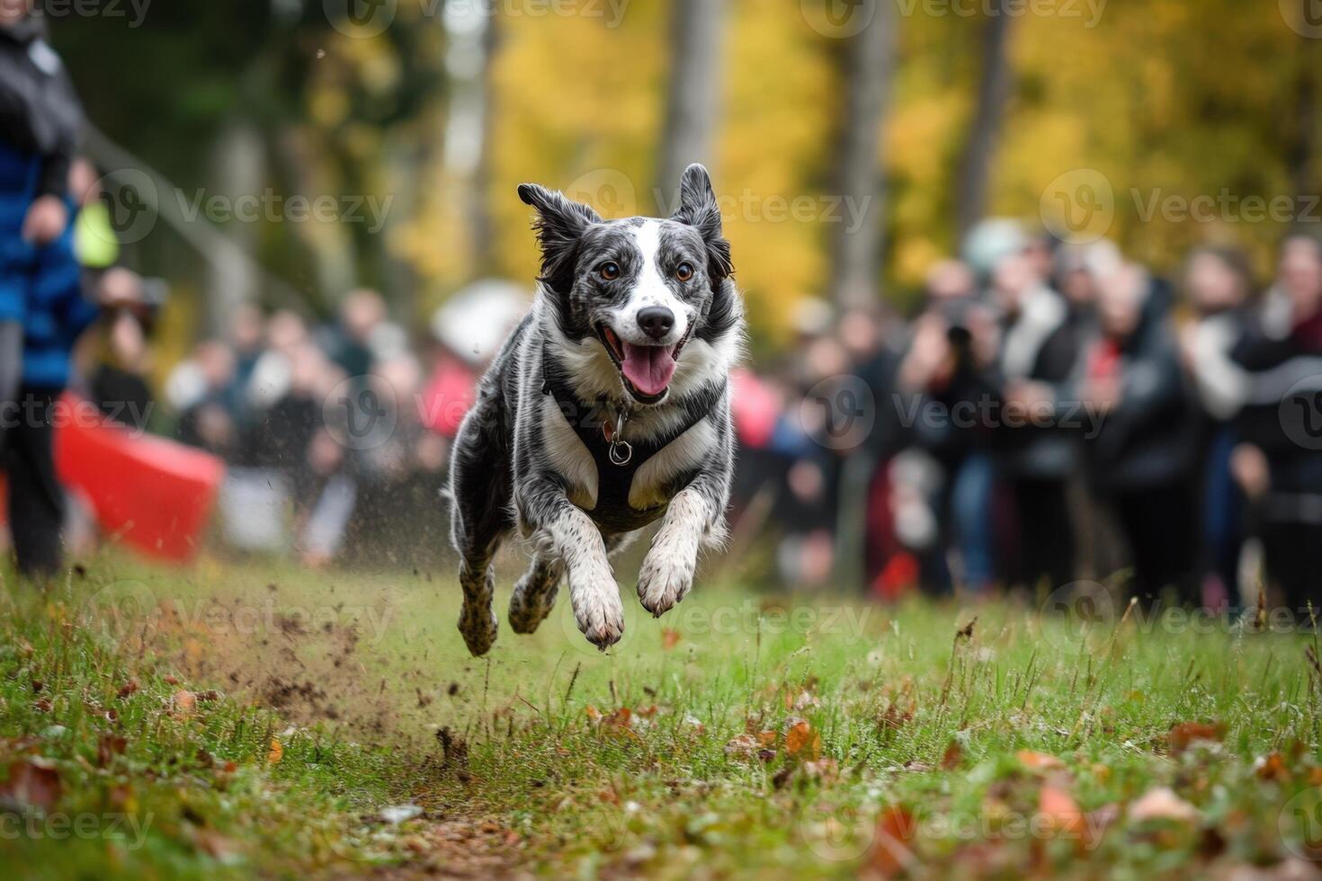 A dog running through the grass with people watching photo