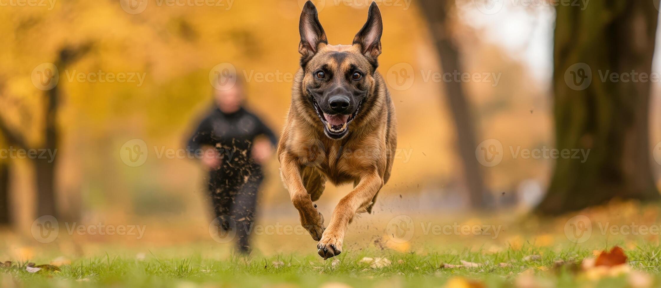 German Shepherd Running in Park, Photo