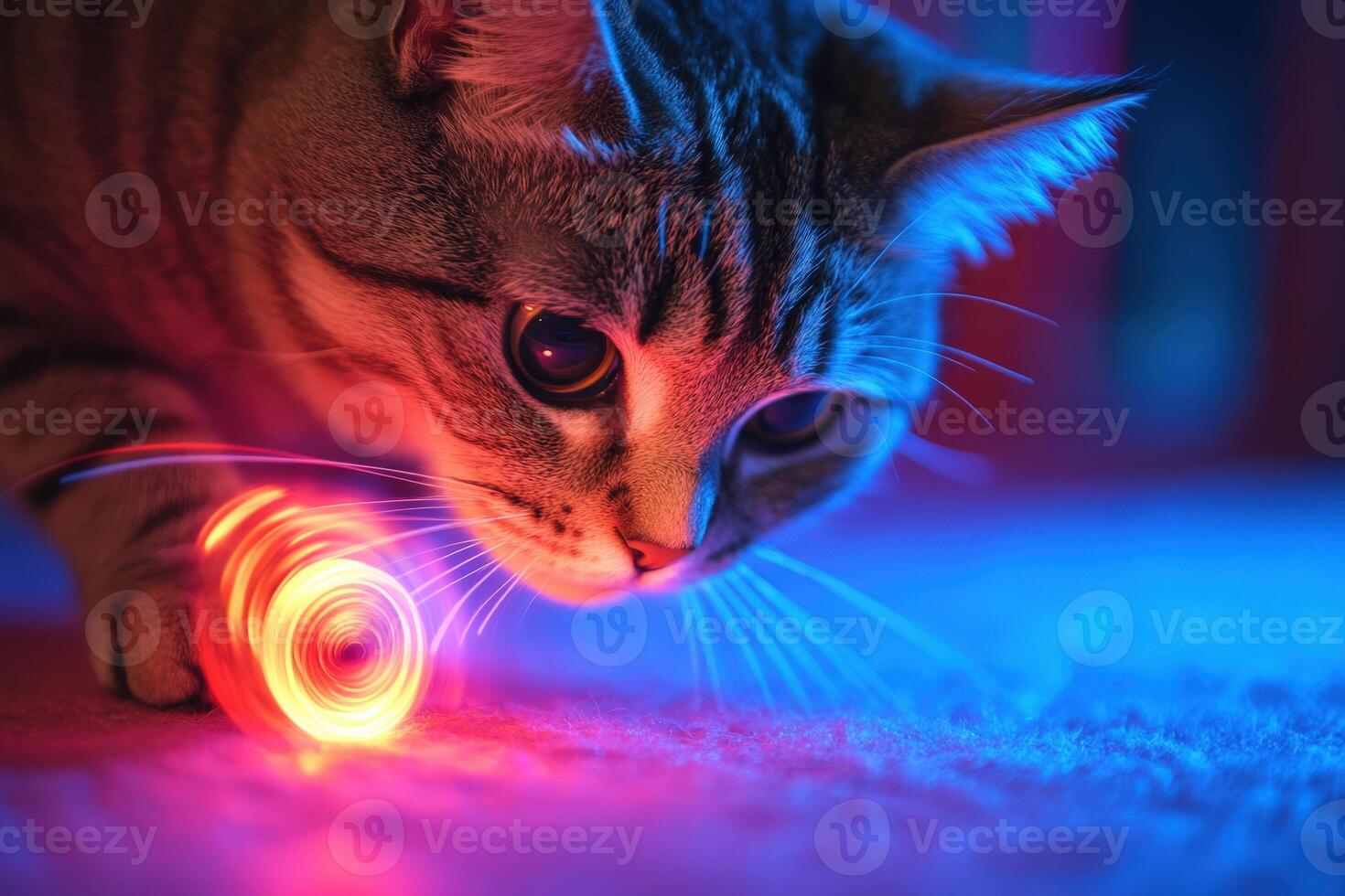 Cat Playing with Laser Pointer photo