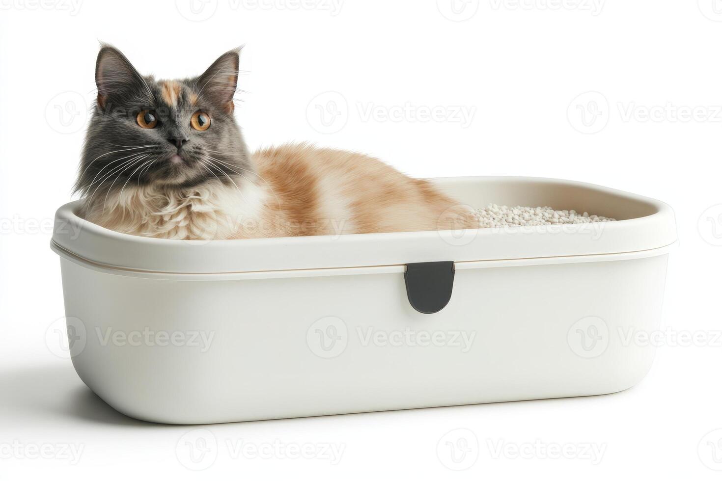A cat sitting in a white container photo
