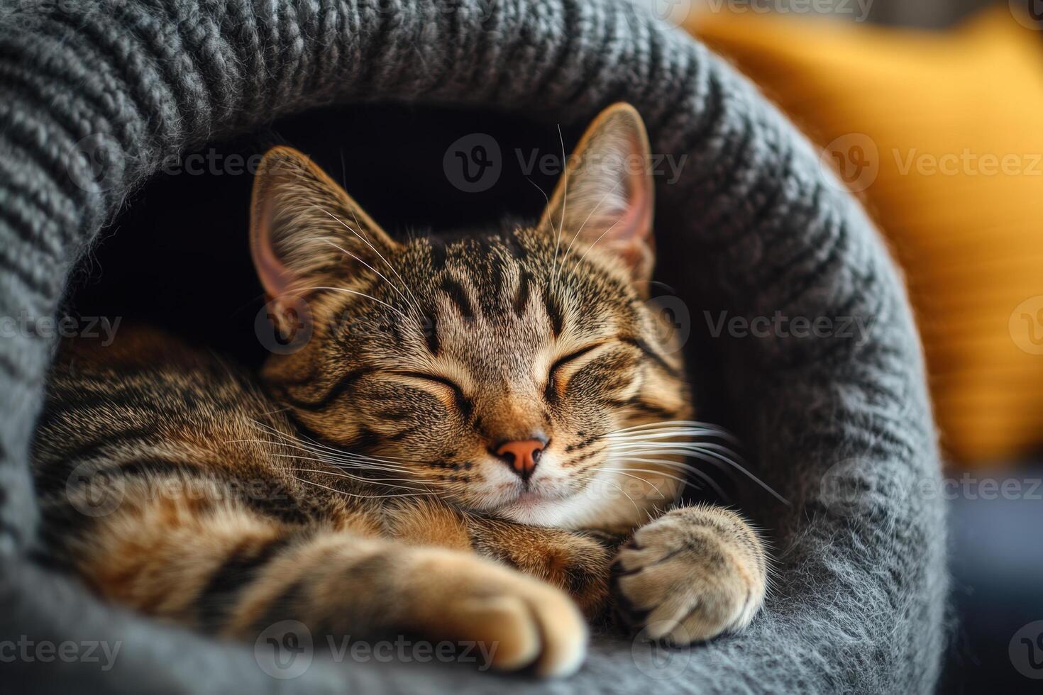 A Cat in a Cozy Bed. photo